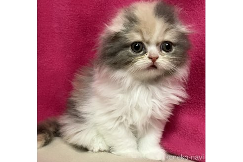 成約済の三重県のスコティッシュフォールド(折れ耳)-103819の1枚目