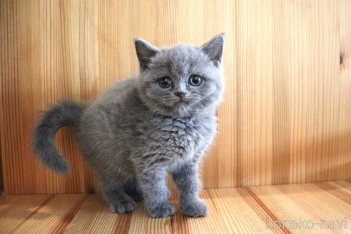 成約済の大阪府のブリティッシュショートヘア-105014の1枚目