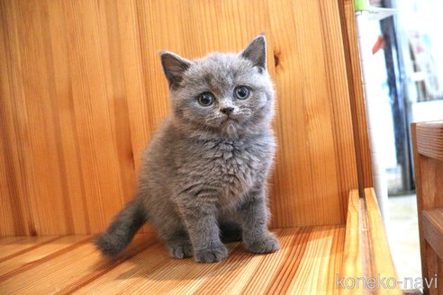 成約済の大阪府のブリティッシュショートヘア-105014の4枚目