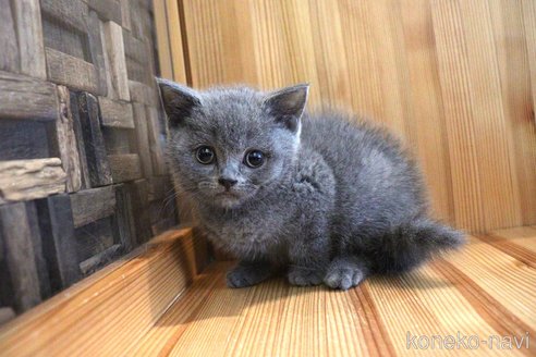 成約済の大阪府のブリティッシュショートヘア-105013の1枚目