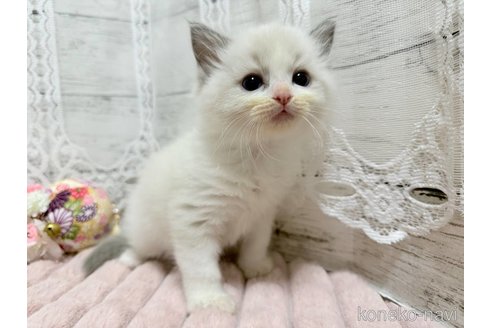 成約済の茨城県のラグドール-106266の3枚目