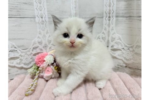 成約済の茨城県のラグドール-106266の4枚目
