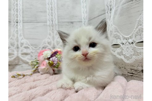 成約済の茨城県のラグドール-106266の5枚目