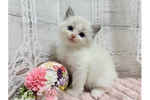 成約済の茨城県のラグドール-106266の2枚目