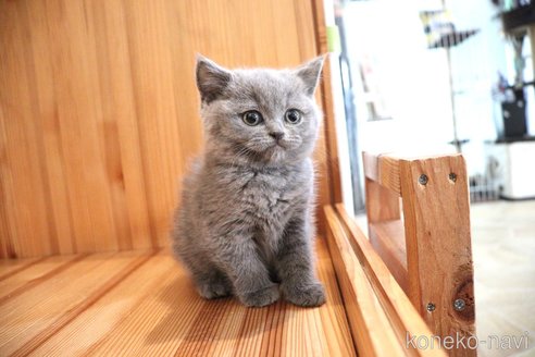 成約済の大阪府のブリティッシュショートヘア-105012の13枚目