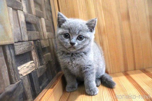 成約済の大阪府のブリティッシュショートヘア-105011の6枚目
