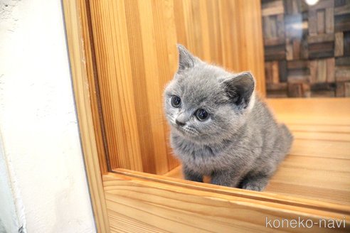 成約済の大阪府のブリティッシュショートヘア-105010の2枚目