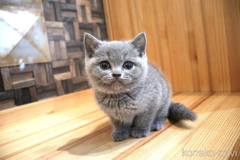成約済の大阪府のブリティッシュショートヘア-105010の3枚目