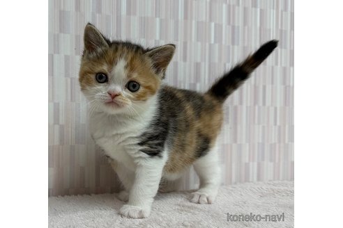 あら、かわいいの見つけた😁✨✨ 1年くらい前のジャック。 #ねこ