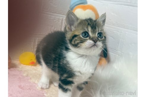 成約済の埼玉県のマンチカン-106272の5枚目