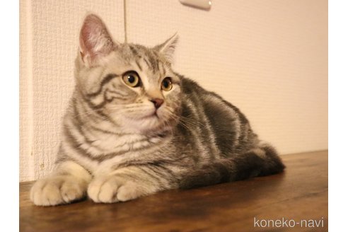 成約済の三重県のスコティッシュフォールド-102088の5枚目
