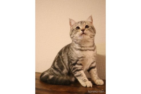 成約済の三重県のスコティッシュフォールド-102087の6枚目
