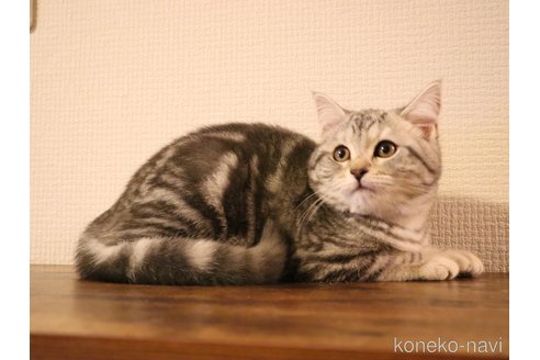 成約済の三重県のスコティッシュフォールド-102087の7枚目