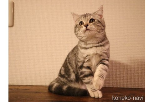 成約済の三重県のスコティッシュフォールド-102087の1枚目