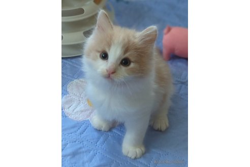 成約済の愛媛県のノルウェージャンフォレストキャット-104247