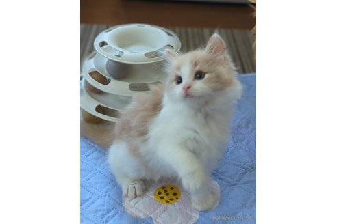 成約済の愛媛県のノルウェージャンフォレストキャット-104247の3枚目