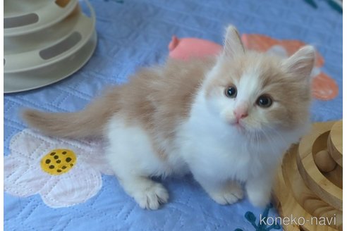 成約済の愛媛県のノルウェージャンフォレストキャット-104247の2枚目