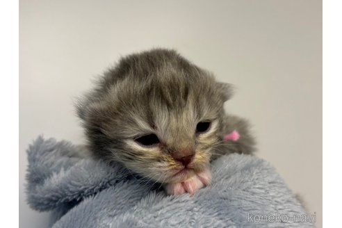 成約済の千葉県のスコティッシュフォールド-106293の11枚目