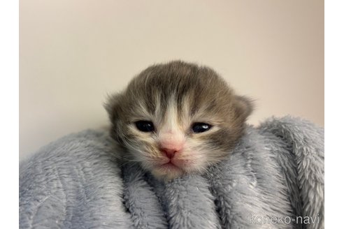 成約済の千葉県のスコティッシュフォールド(折れ耳)-106294の17枚目
