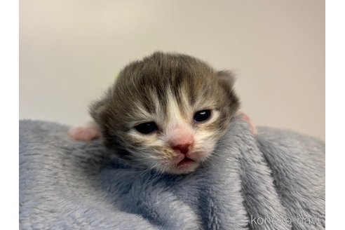 成約済の千葉県のスコティッシュフォールド(折れ耳)-106294の16枚目
