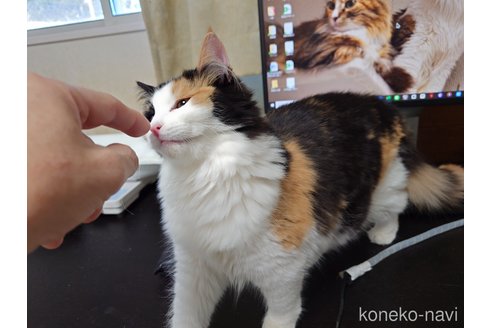 成約済の埼玉県のノルウェージャンフォレストキャット-93798の16枚目