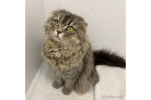しらすちゃん1枚目