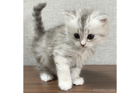 成約済の愛知県のミヌエット-104397の11枚目
