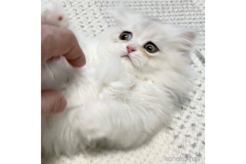 成約済の愛知県のミヌエット(短足)-101925の23枚目