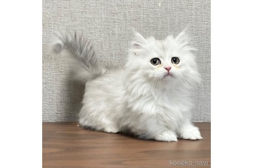 成約済の愛知県のミヌエット(短足)-101925の21枚目