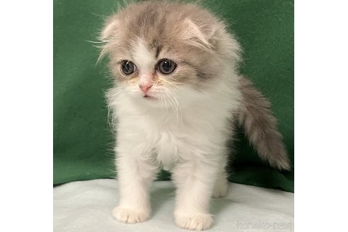 成約済の三重県のスコティッシュフォールド(折れ耳)-103826の2枚目