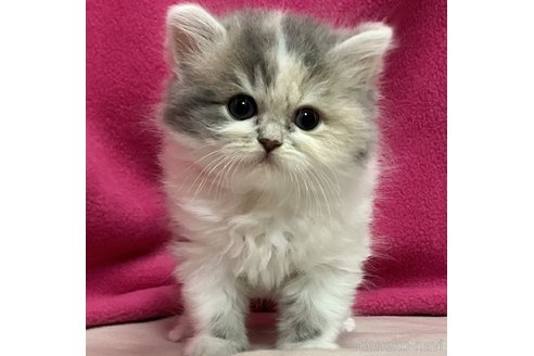 成約済の三重県のスコティッシュフォールド-105523の2枚目