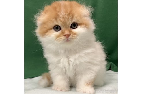 成約済の三重県のスコティッシュフォールド(折れ耳)-105524の1枚目