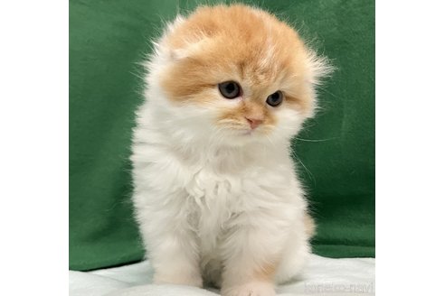 成約済の三重県のスコティッシュフォールド(折れ耳)-105524の2枚目