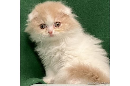成約済の三重県のスコティッシュフォールド(折れ耳)-103830