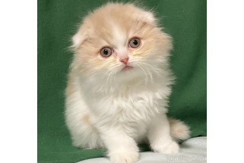 成約済の三重県のスコティッシュフォールド(折れ耳)-103830の2枚目