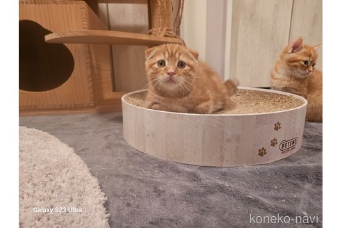 成約済の福岡県のマンチカン(短足)-102186の12枚目