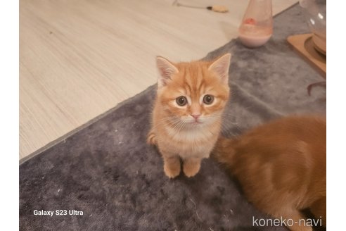 成約済の福岡県のマンチカン-106316の9枚目