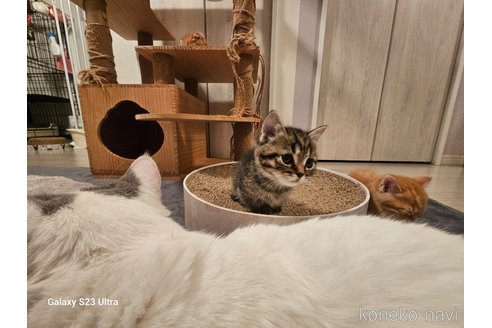 成約済の福岡県のマンチカン(短足)-106317の8枚目