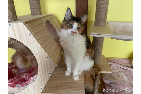 成約済の京都府のメインクーン-92171の4枚目