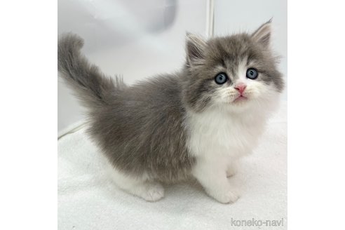 成約済の愛知県のスコティッシュフォールド-106319の3枚目