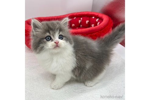 成約済の愛知県のスコティッシュフォールド-106319の4枚目