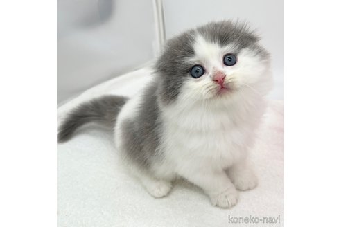 成約済の愛知県のスコティッシュフォールド(折れ耳)-106320の2枚目