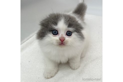 成約済の愛知県のスコティッシュフォールド(折れ耳)-106320の3枚目