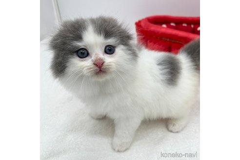 成約済の愛知県のスコティッシュフォールド(折れ耳)-106320の4枚目