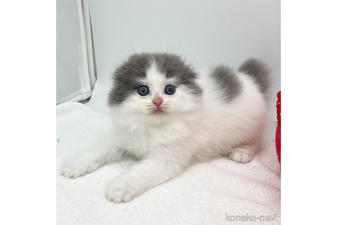 成約済の愛知県のスコティッシュフォールド(折れ耳)-106320の5枚目