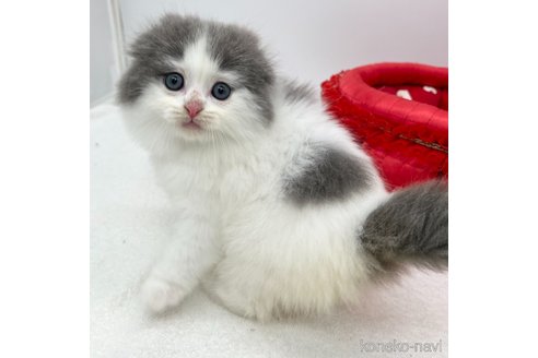 成約済の愛知県のスコティッシュフォールド(折れ耳)-106320の1枚目