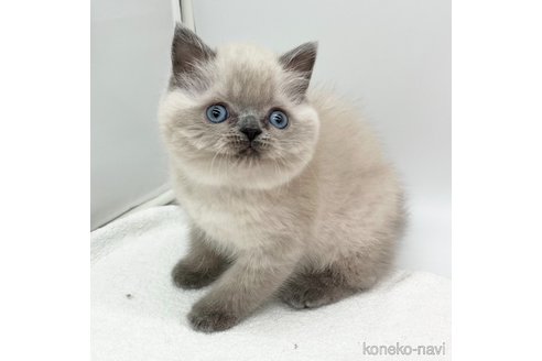 成約済の愛知県のエキゾチックショートヘア-106321の1枚目