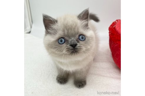 成約済の愛知県のエキゾチックショートヘア-106321の5枚目