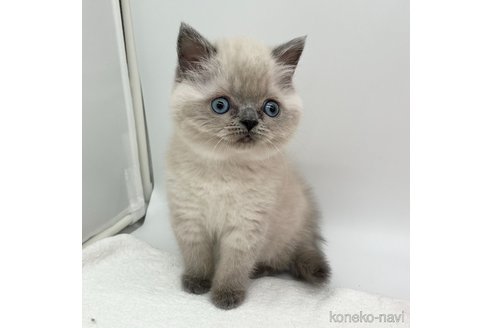 成約済の愛知県のエキゾチックショートヘア-106321の3枚目