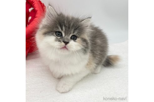 成約済の愛知県のラガマフィン-106326の4枚目